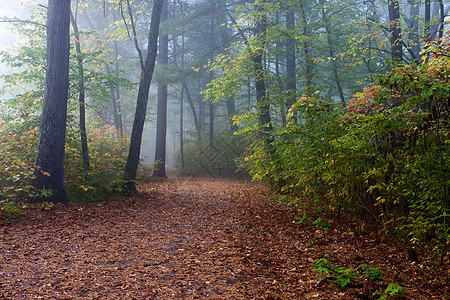 秋季森林树叶背景图片