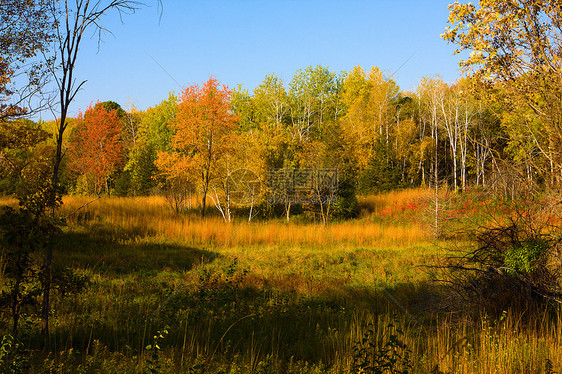 秋秋风景天空树叶森林水平颜色场地树木活力野草绿色图片