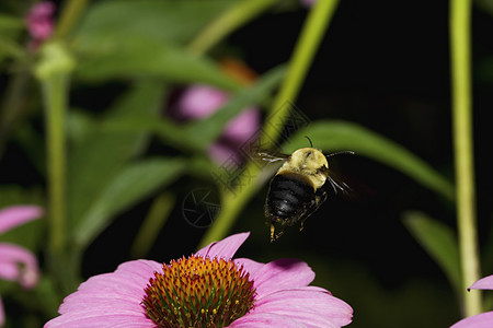 金黄北大黄蜂在飞行中漏洞黄色动物界昆虫花粉锥花黑色花粉篮蜜蜂植物图片