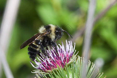 金黄北大黄蜂动物宏观区系植物金色黑色翼龙飞虫昆虫花粉图片