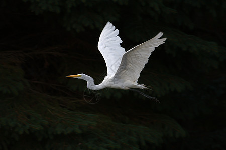飞行中的大白色Egret全身水平动物白鹭季节性国家季节身体野生动物公园图片
