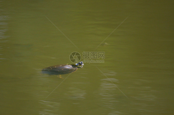 在沼泽里游着油漆的海龟图片