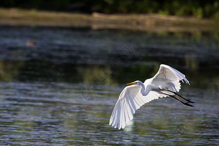 白色大白 Egret白斑公园动物动物群飞行白鹭池塘野生动物脖子肖像图片