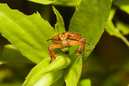 盾虫 也称为臭虫植物异翅目野生动物草食性大叶植物学水果盾虫叶子生物学图片