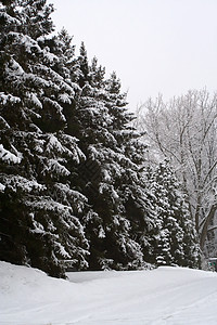 冬月的松树季节天气树木森林公园季节性图片