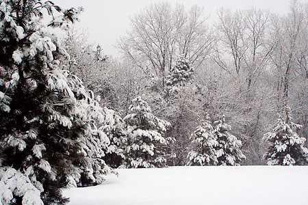 冬季的松树森林季节公园树木季节性天气图片