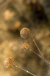 野生贝加莫特摩纳哥草药手柑紫色花费香蜂草薄荷野花花瓣蜜蜂薄荷糖图片