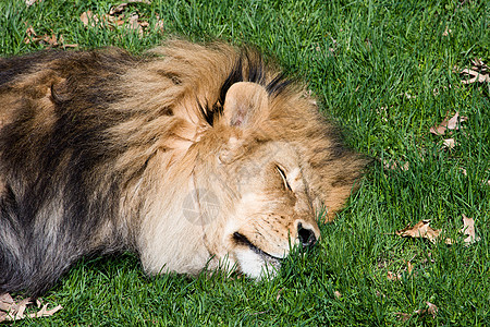 狮子雄狮睡眠动物群猫科野生动物毛皮棕色哺乳动物耳朵动物男性图片