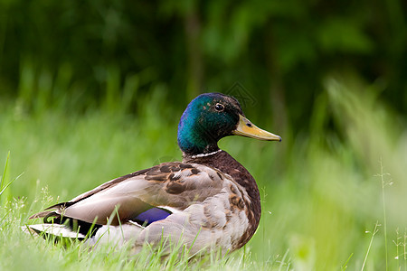 Mallard边视角棕色翅膀脖子羽毛家禽账单水平场地绿色草地图片