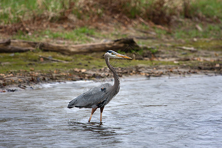 大蓝海隆捕捞沼泽脖子白鹭羽毛翅膀蓝鹭动物群公园湿地池塘图片