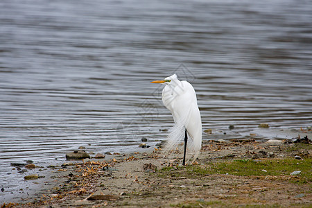白色大白 Egret野生动物翅膀白鹭美丽钓鱼羽毛猎物账单水禽沼泽图片