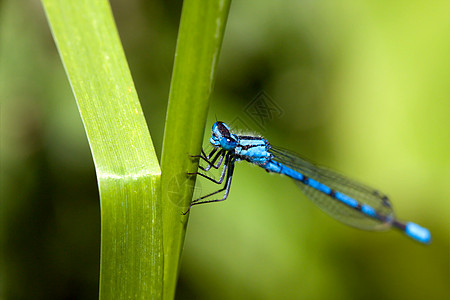 蓝蓝色2号公地昆虫宏观野生动物眼睛豆娘杂草树叶衬套景点蜻蜓图片