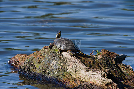 漂浮日志上涂漆的海龟树木野生动物沼泽脖子乌龟池塘原木图片