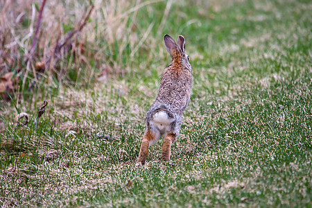 杰克兔子跑步耳朵公园尾巴杂草乐趣野生动物动物背景图片