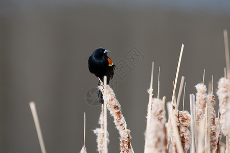 红翼黑雀在猫尾野生动物动物群黑鸟香蒲红色湿地橙子红翅羽毛男性背景图片