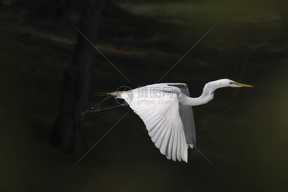 飞行中的大白色Egret肖像公园脖子野生动物白斑大道动物池塘动物群白鹭图片