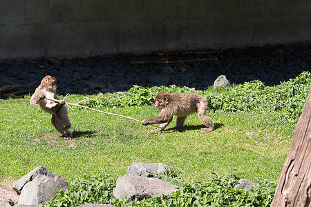 日语 Macaque 游戏图片