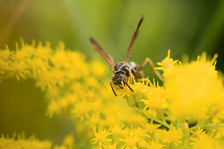 花上黄蜂树叶纸黄蜂踏板蜜蜂马蜂翅膀黄色宏观摄影昆虫图片