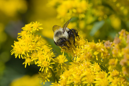 金黄北大黄蜂马蜂蜜蜂公园踏板漏洞金色昆虫黄色树叶翅膀图片