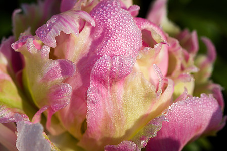 湿郁金香萼片水分花瓣飞沫植物群树叶花园植物学气候张力图片
