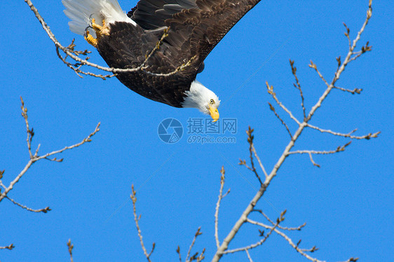 美国飞翔秃鹰号海藻食肉动物野生动物隼形目动物群象征白头鹰老鹰飞行图片