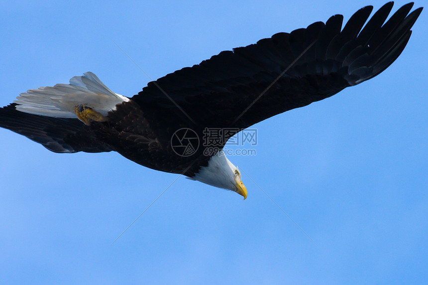 美国飞翔秃鹰号捕食者动物隼形目野生动物鸟类白头海藻飞行食肉动物群图片
