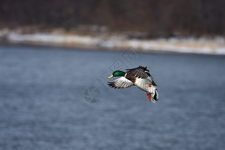 水上登陆支撑翅膀动物群树木野鸭账单动物鸟类飞行鸭子图片