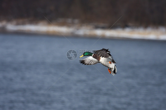 水上登陆支撑翅膀动物群树木野鸭账单动物鸟类飞行鸭子图片