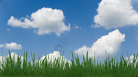 草和云牧场季节场地植物环境叶子草本植物土地蓝色草地图片