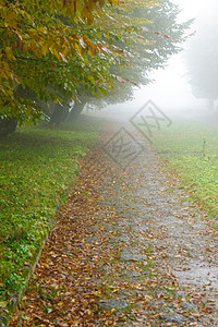 雾雾公园的巷小巷衬套季节树木公园大街沉思橙子街道车道天气图片