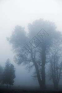 在雾中的树魔法森林季节沉思蓝色薄雾树木场景公园气候图片
