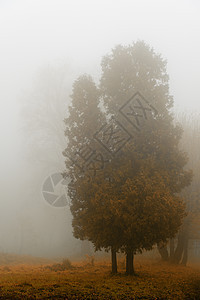 在雾中的树沉思叶子树木植物风景季节公园气候薄雾森林图片