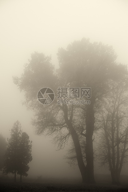 在雾中的树树木风景植物季节公园魔法沉思森林气候场景图片