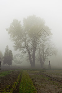 在雾中的树树木季节森林沉思魔法气候风景叶子薄雾公园图片