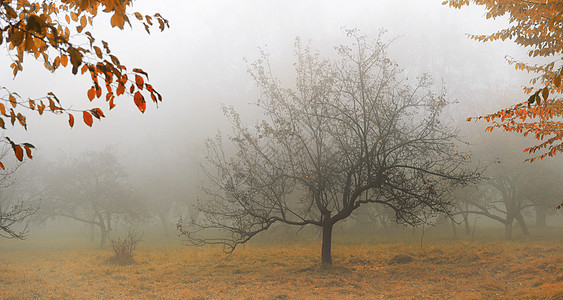 在雾中的树公园场景季节森林叶子气候魔法树木风景薄雾图片