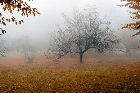 在雾中的树树木公园沉思季节叶子场景魔法风景植物森林图片
