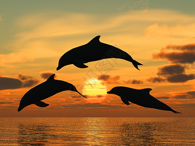 海豚黄日落日落动物射线自由蓝色哺乳动物框架鼻子冻结星星图片