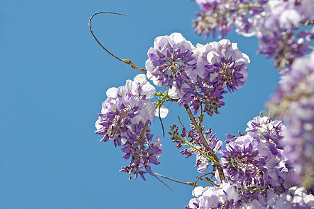 维西西亚紫色阳光紫丁香蓝色花瓣天空植物生长文化宏观图片