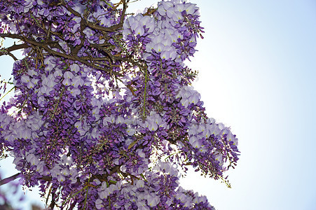 维西西亚文化活力蓝色天空园艺花朵薰衣草美丽紫丁香花园图片