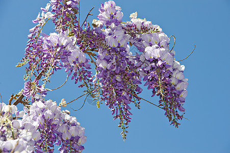 维西西亚蓝色文化花朵花园气候天空活力宏观花瓣紫色图片