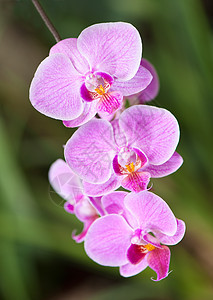 红色兰花花束植物学植物群植物花瓣生长宏观花园热带花朵图片