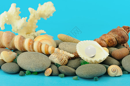 珍珠在开阔的壳中石头旅行假期海滩收藏热带海洋宝石天堂软体图片
