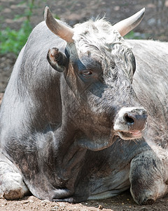 公牛动物头发牧场家畜水牛农场哺乳动物牛肉小牛图片