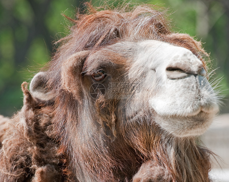 骆驼乐趣鼻子头发动物哺乳动物单峰沙漠幽默棕色旅行图片