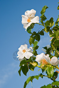 一条教狗的鲜花植物太阳花瓣阳光花蕾花园花粉玫瑰荒野衬套图片