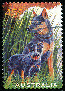 邮票明信片信封集邮动物邮戳宠物邮件哺乳动物犬类历史性图片