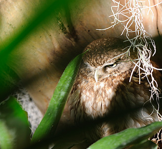 猫头鹰树木羽毛食肉森林鸟类动物场景地形荒野捕食者图片