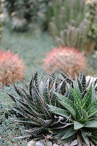 仙地气候岩石沙漠草本植物植物生长石头肉质绿色草本图片