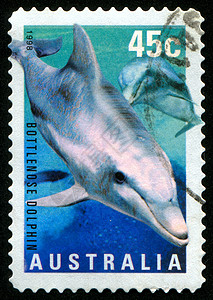 邮票邮件游泳生物荒野历史性野生动物鼻子邮戳明信片热带图片