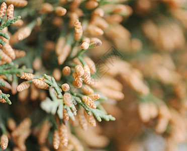 Cypress 压缩灌木丛植物锥体宏观绿色热带图片